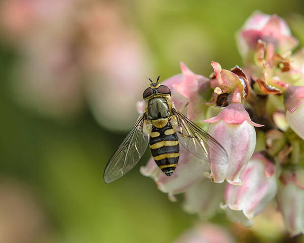 Flowerfly Art Print featuring the photograph Flowerfly Pollinating Blueberry Buds by Sue Capuano