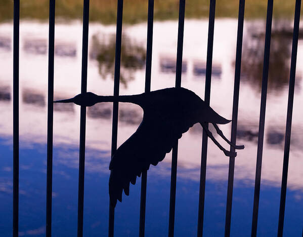 Fence Art Print featuring the photograph Flying Fence by Tara Lynn