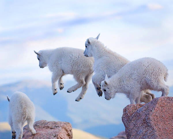 Mountain Goats; Posing; Group Photo; Baby Goat; Nature; Colorado; Crowd; Baby Goat; Mountain Goat Baby; Happy; Joy; Nature; Brothers Art Print featuring the photograph Follow the Leader by Jim Garrison