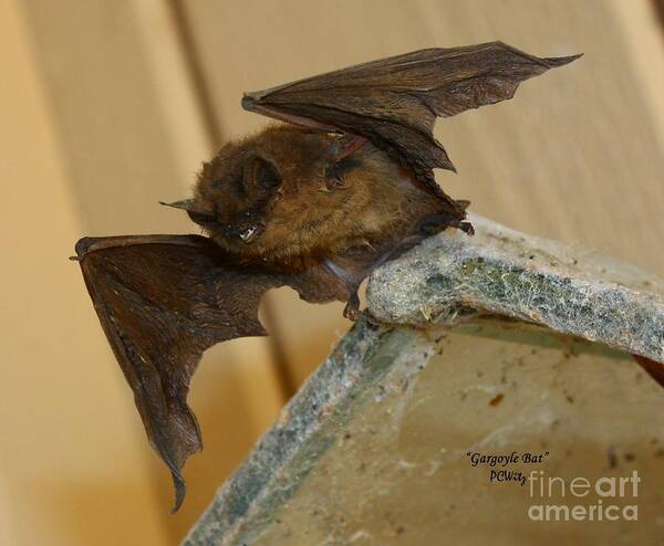 Gargoyle Bat Art Print featuring the photograph Gargoyle Bat by Patrick Witz