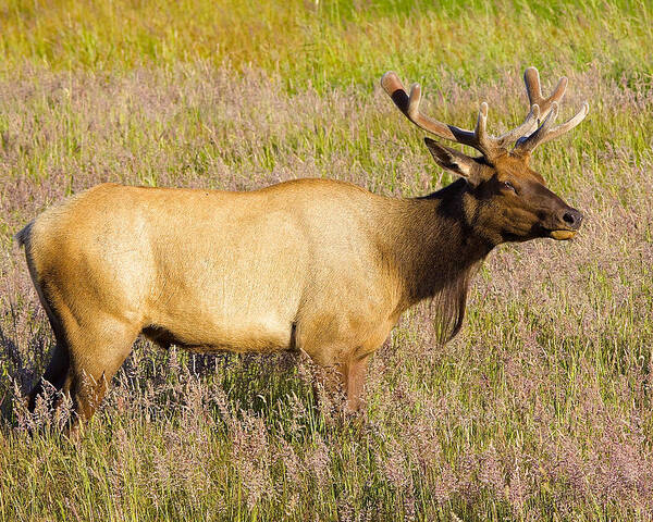 Elk Art Print featuring the photograph Gazing Elk by Todd Kreuter