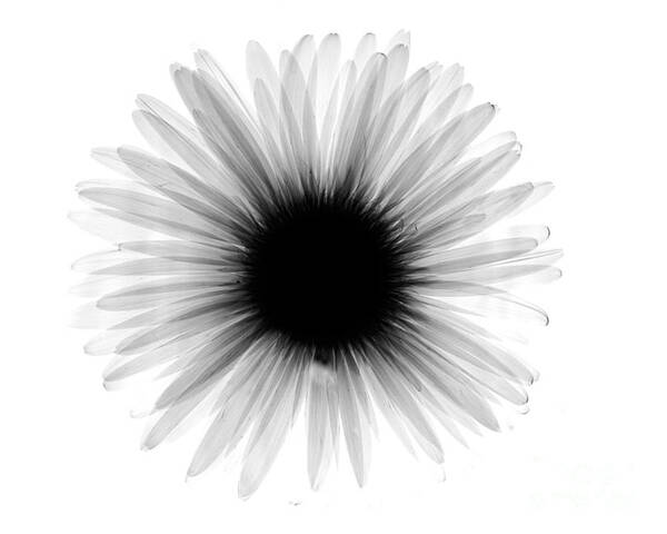 Nature Art Print featuring the photograph Gerber Daisy X-ray by Bert Myers