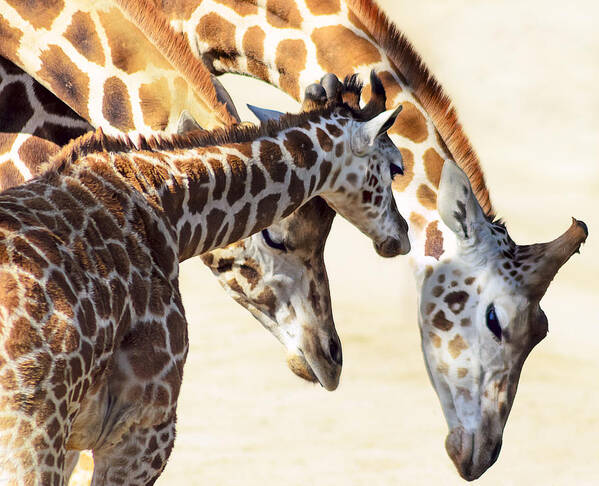Baby Giraffe Art Print featuring the photograph Giraffe Family by Camille Lopez
