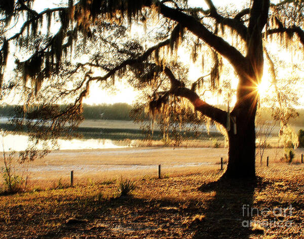 Morning Art Print featuring the photograph Good Morning Mossy Oak by Janis Lee Colon