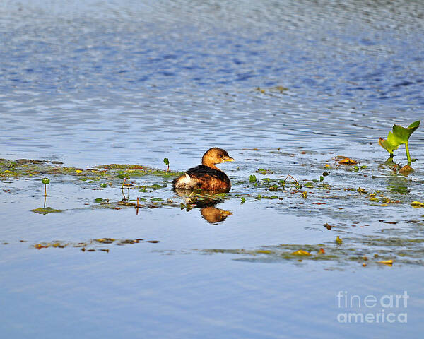 Grebe Art Print featuring the photograph Graceful Grebe by Al Powell Photography USA