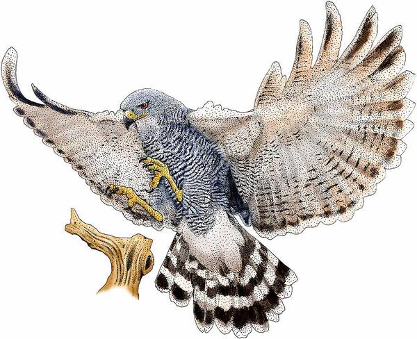 Animal Art Print featuring the photograph Gray Hawk by Roger Hall