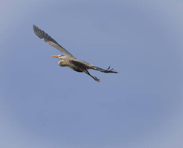 Great Blue Heron Art Print featuring the photograph Great Blue Heron in Flight-2 by Thomas Young