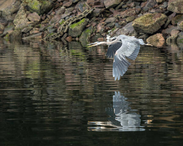 Heron Art Print featuring the photograph Great Blue Heron Reflections by Jennifer Casey