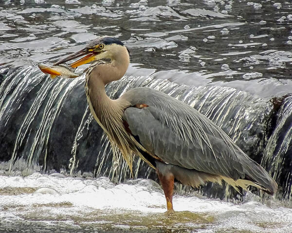 Nature Art Print featuring the photograph Great Blue Heron with Fish by Robert Mitchell