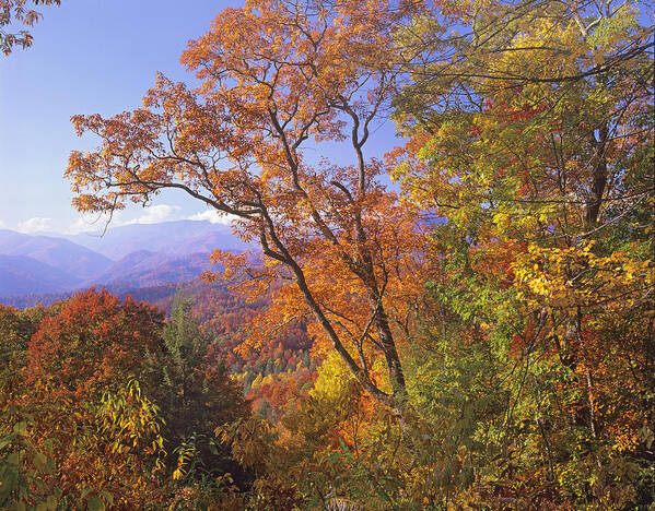 00175801 Art Print featuring the photograph Great Smoky Mts from Blue Ridge Pkwy by Tim Fitzharris