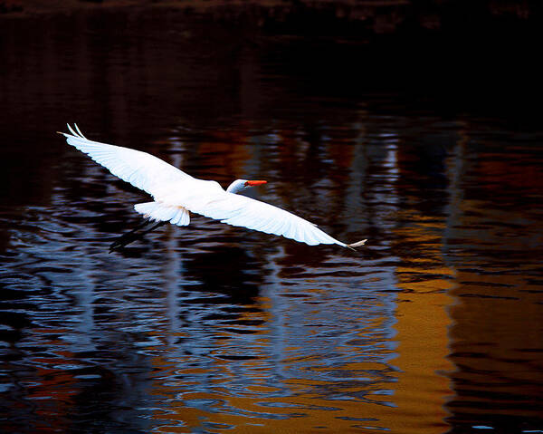 Great White Heron Art Print featuring the photograph Great White Heron in flight by Gray Artus