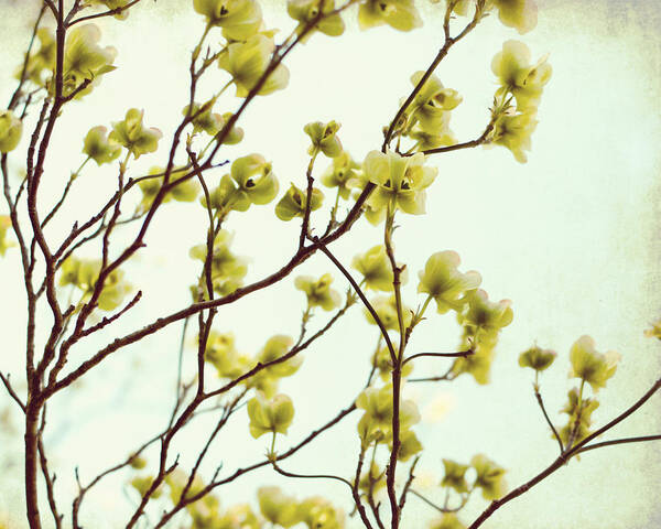 Green Dogwood Art Print featuring the photograph Green Dogwood by Lupen Grainne