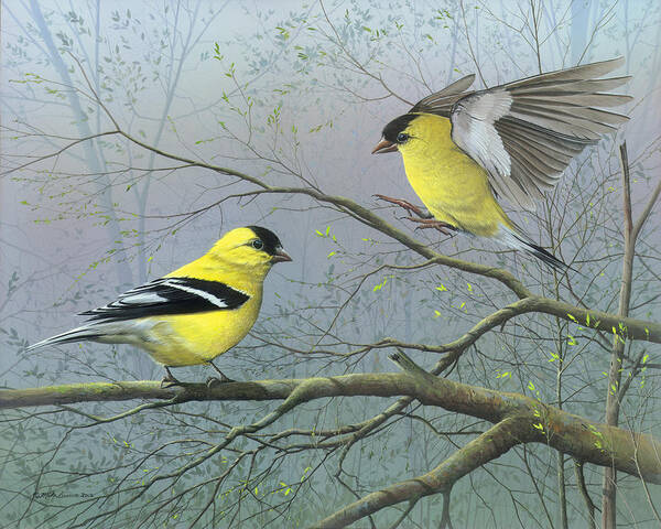 American Goldfinch Art Print featuring the painting Greetings My Friend by Mike Brown