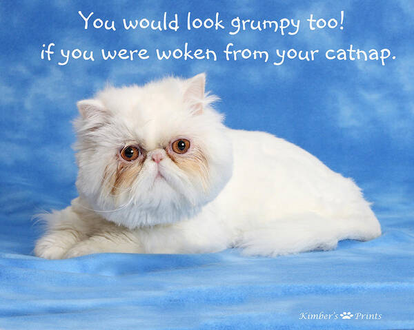 Persian Photo Art Print featuring the photograph Grumpy by Kimber Butler