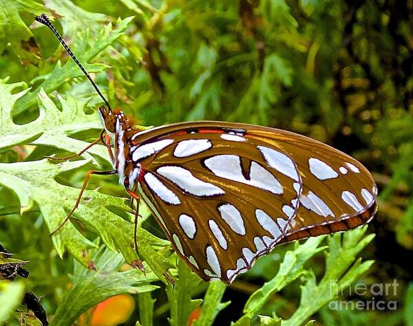 Maui Art Print featuring the photograph Good Morning Gulf Fritillary Butterfly by Cheryl Cutler