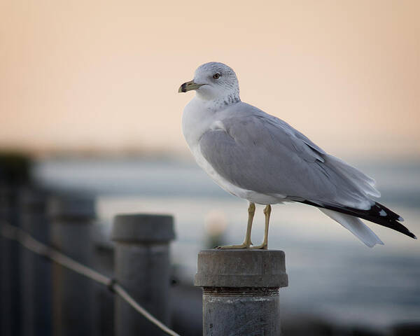 Seagull Art Print featuring the photograph Gull by Chris Bordeleau