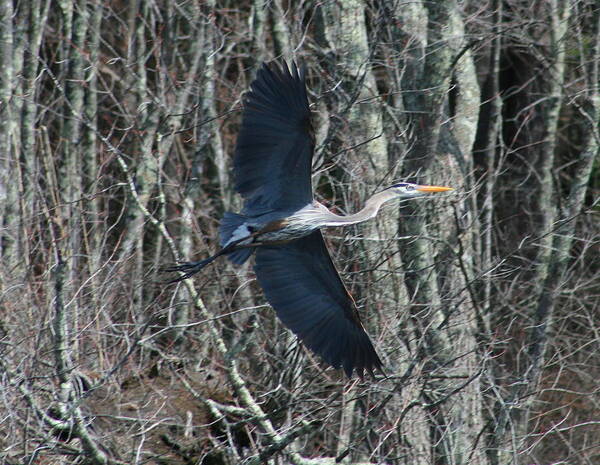 Heron Art Print featuring the photograph Hallelujah by Neal Eslinger