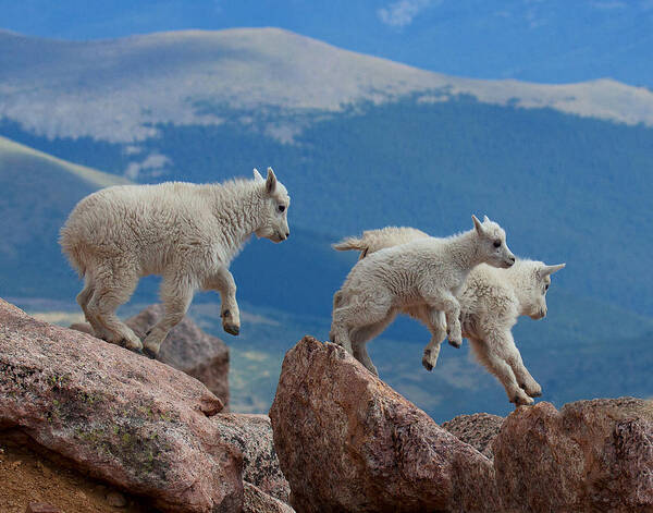 Mountain Goats; Posing; Group Photo; Baby Goat; Nature; Colorado; Crowd; Baby Goat; Mountain Goat Baby; Happy; Joy; Nature; Brothers Art Print featuring the photograph Happy Landing by Jim Garrison