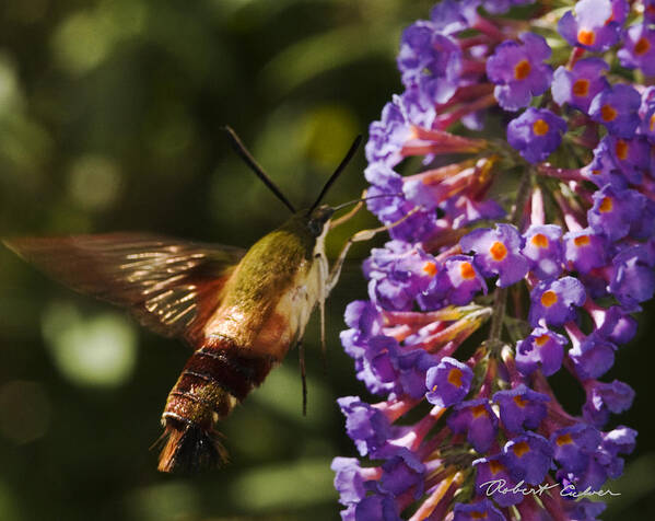 Hawk Moth Art Print featuring the photograph Hawk Moth III by Robert Culver