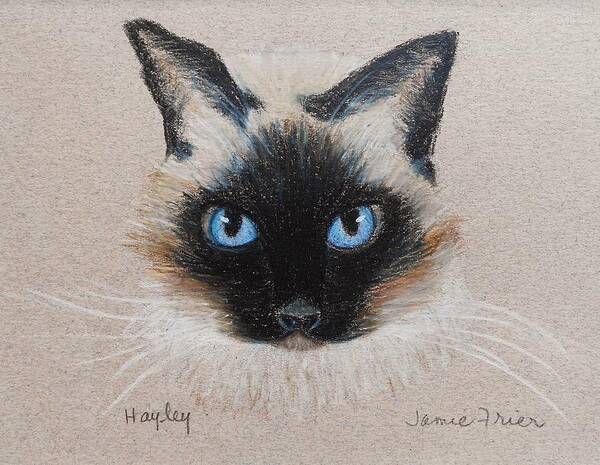 Siamese Art Print featuring the drawing Hayley by Jamie Frier