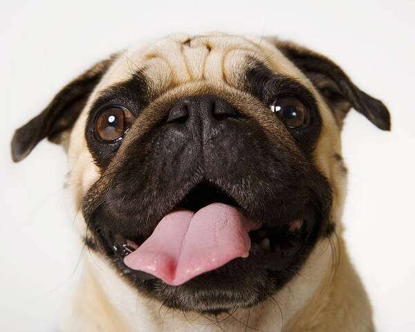 Pets Art Print featuring the photograph Headshot of Pug on white background sticking tongue out by Frank Gaglione