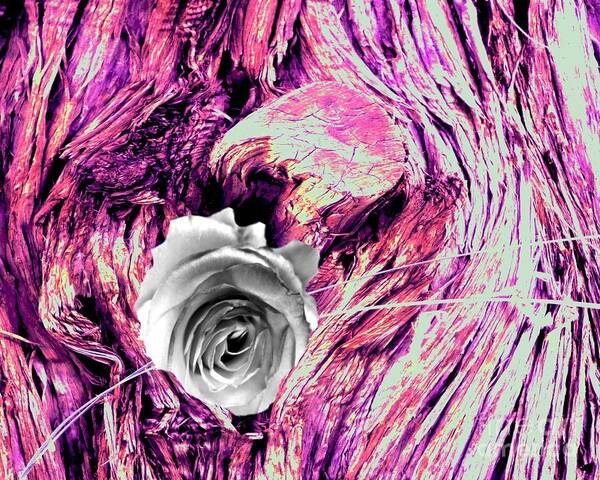Rose Art Print featuring the photograph Heart Bark Neptune Rose by Mars Besso