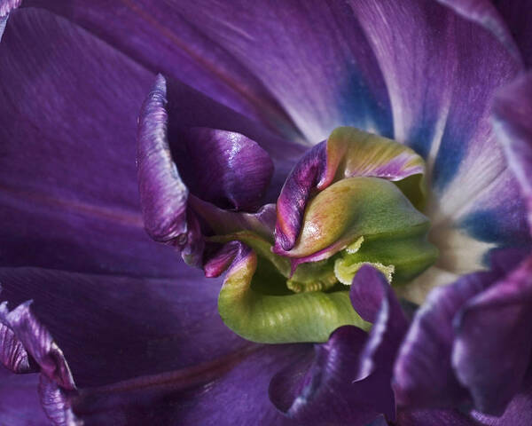 Purple Art Print featuring the photograph Heart of a Purple Tulip by Rona Black