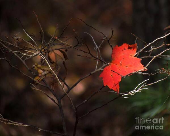 Nature Art Print featuring the photograph Heart of Autumn by Lili Feinstein