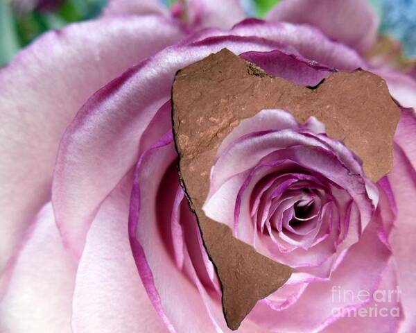 Rose Art Print featuring the photograph Heart Rock Neptune Rose by Mars Besso