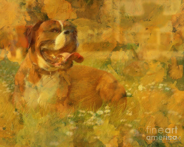 Dog Art Print featuring the photograph Here Doggie by Barbara R MacPhail