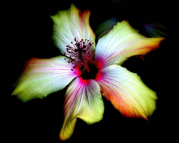 Single Flower Art Print featuring the photograph Hibiscus by Jodie Marie Anne Richardson Traugott     aka jm-ART