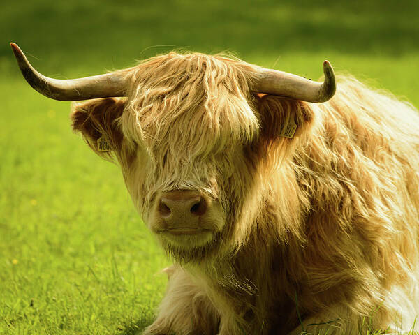 Horned Art Print featuring the photograph Highland Cow by Adjb.net