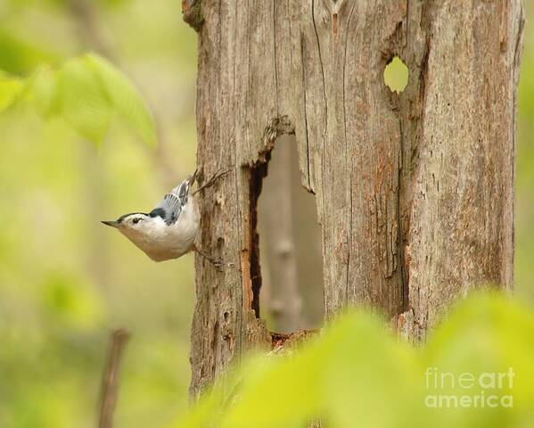 Nuthatch Art Print featuring the photograph Hollow Tree by Paul Noble