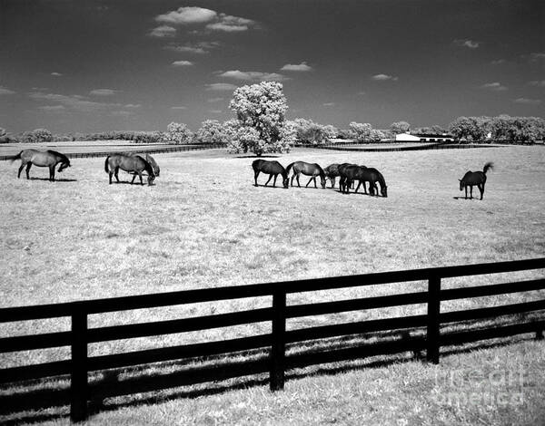 Horses Art Print featuring the photograph Horse Pasture Infrared by Martin Konopacki