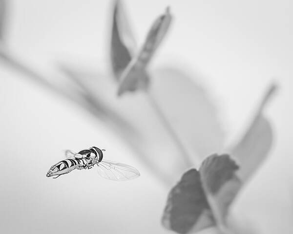 Black-and-white Art Print featuring the photograph hoverfly in the pea patch B/W by Len Romanick
