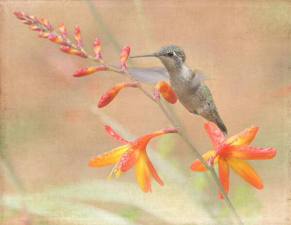 Hummingbird Art Print featuring the photograph Hovering in the Crocosmia by Angie Vogel