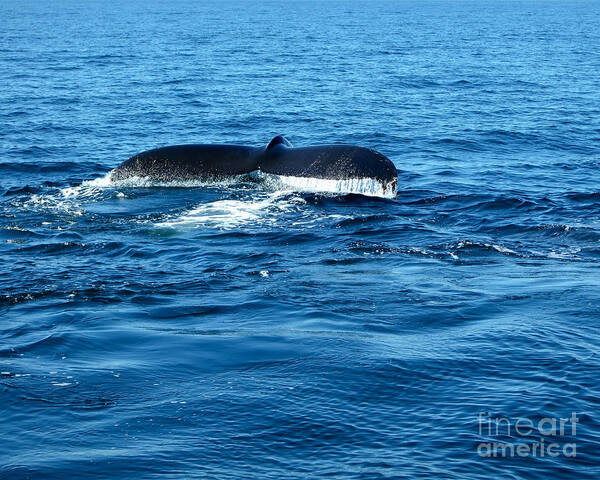 Animals Art Print featuring the photograph Humpback Whale Tale 2 by Kristen Fox