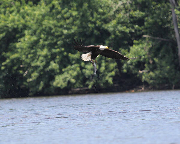 Bald Eagle Art Print featuring the photograph Hungry by Bruce Morrell