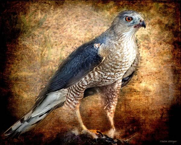  Art Print featuring the photograph Hunting Hawk by Melissa Bittinger