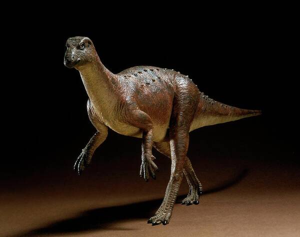 Bipedal Art Print featuring the photograph Hypsilophodon Dinosaur Model by Natural History Museum, London/science Photo Library