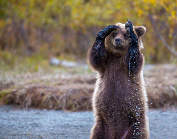 Bear Art Print featuring the photograph I Can't Bear To Look by Kevin Dietrich