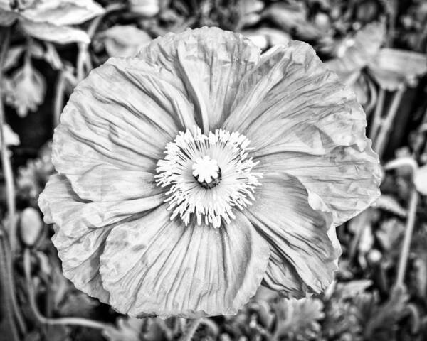 Floral Art Print featuring the photograph Iceland Poppy In Black And White by Priya Ghose