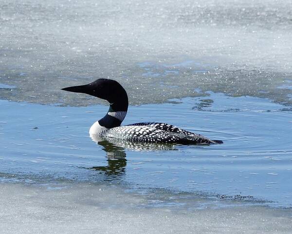 Loon Art Print featuring the photograph Icy Loon by Steven Clipperton