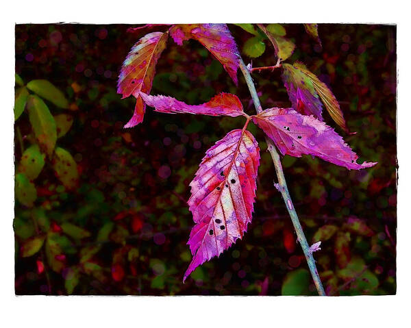 Blackberry Art Print featuring the photograph In the Briar Patch by Judi Bagwell