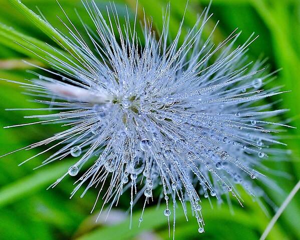 Grass Art Print featuring the photograph Morning Dew on Ornamental Grass by Kim Bemis