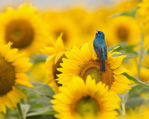 Songbird Art Print featuring the photograph Indigo Bunting on Sunflower by Jack Nevitt