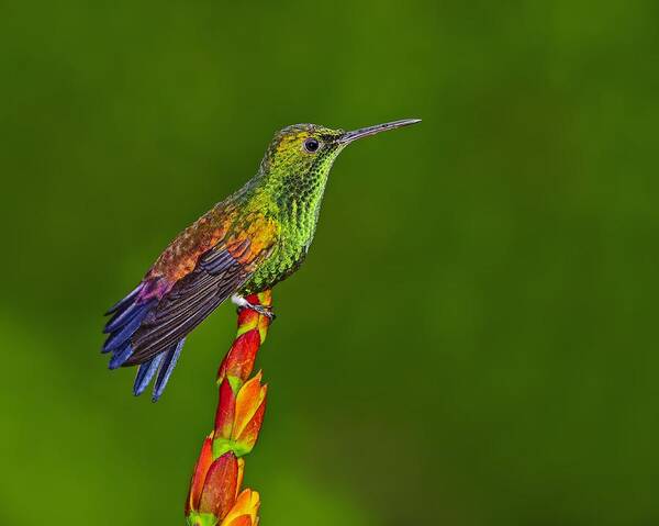 Copper-rumped Hummingbird Art Print featuring the photograph Iridescence by Tony Beck