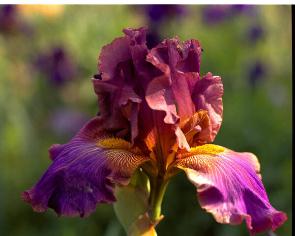 Iris Art Print featuring the photograph Iris in bloom by George Ferrell
