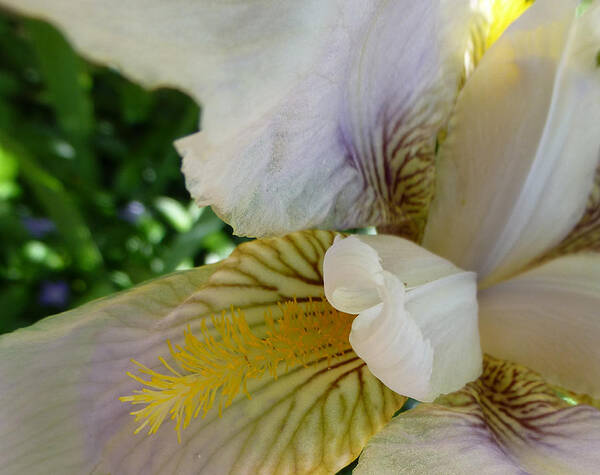 Yellow Art Print featuring the photograph Iris Macro by Claudia Goodell