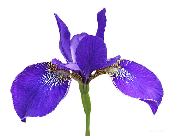 Iris Art Print featuring the photograph Japanese Iris Purple White Three by Jennie Marie Schell